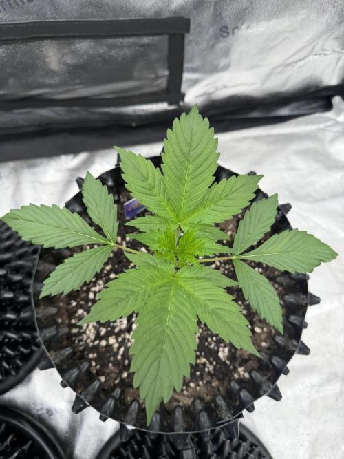 Zamnesia Grow Cup 2026. Week 2