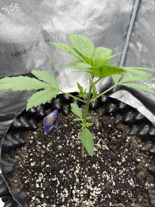 Zamnesia Grow Cup 2026. Week 2