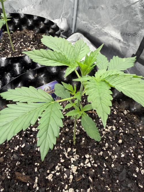 Zamnesia Grow Cup 2026. Week 2