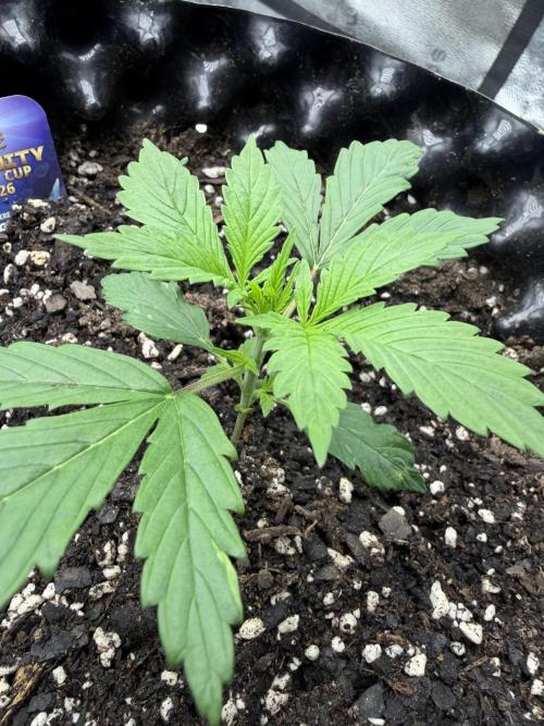 Zamnesia Grow Cup 2026. Week 2