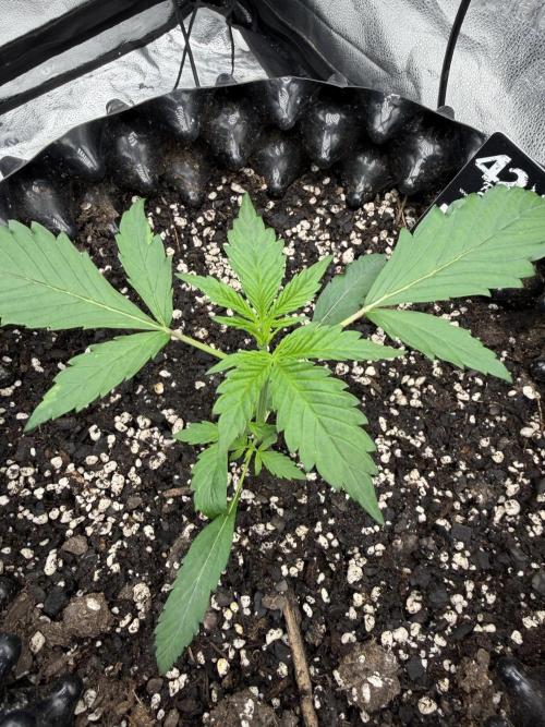 Frostbanger. Week 2