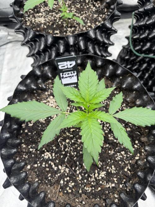 Frostbanger. Week 2