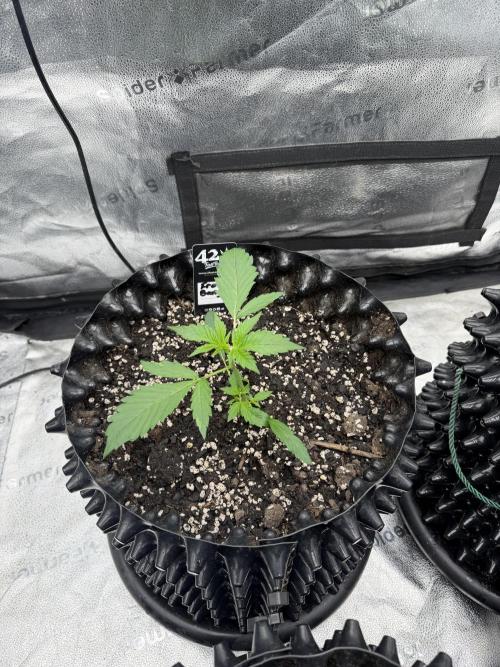 Frostbanger. Week 2