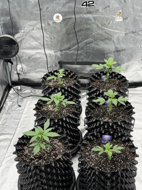Frostbanger. Week 2