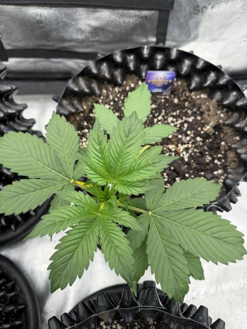 Zamnesia Grow Cup 2026. Week 3
