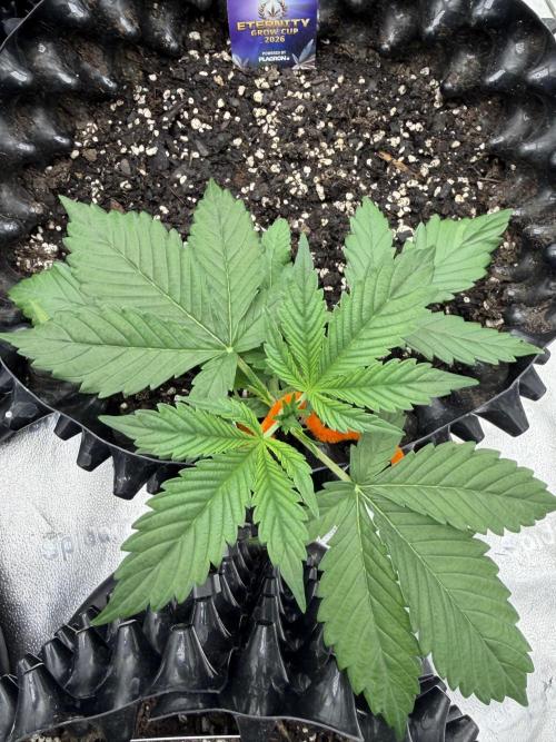 Zamnesia Grow Cup 2026. Week 3
