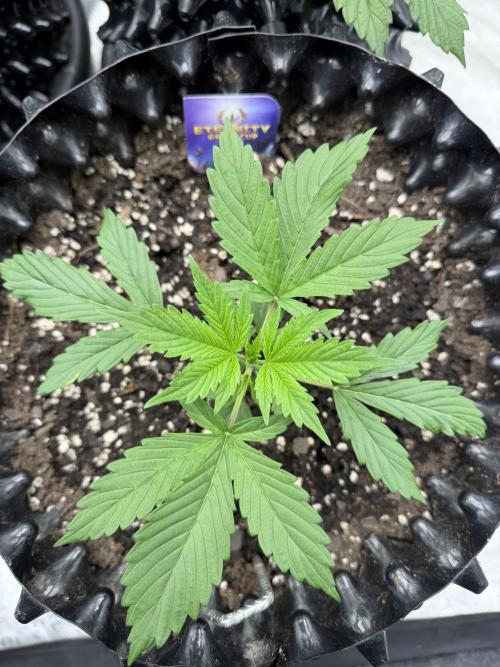 Zamnesia Grow Cup 2026. Week 3