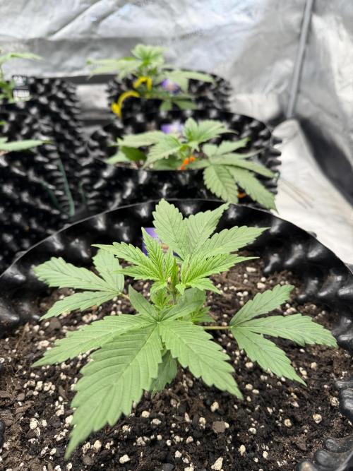 Zamnesia Grow Cup 2026. Week 3