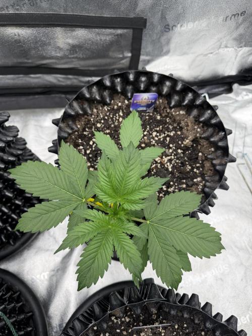 Zamnesia Grow Cup 2026. Week 3
