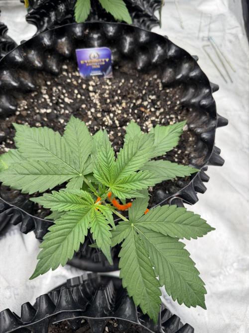 Zamnesia Grow Cup 2026. Week 3