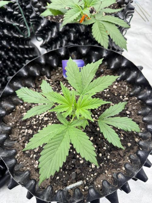Zamnesia Grow Cup 2026. Week 3