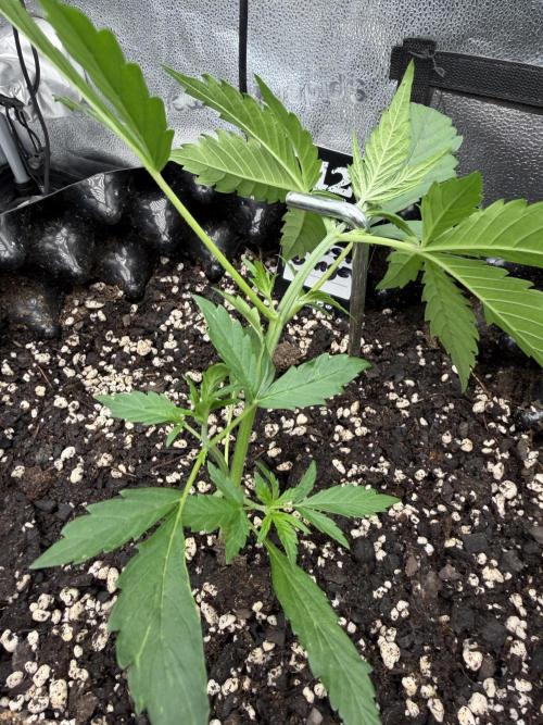 Frostbanger. Week 3