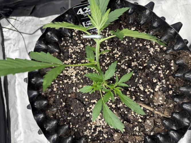 Frostbanger. Week 3