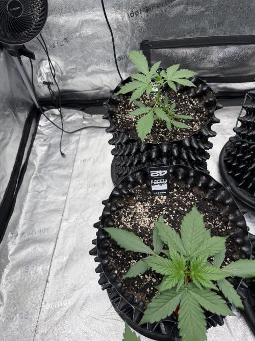 Frostbanger. Week 3