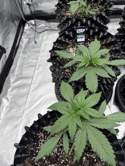 Frostbanger. Week 3