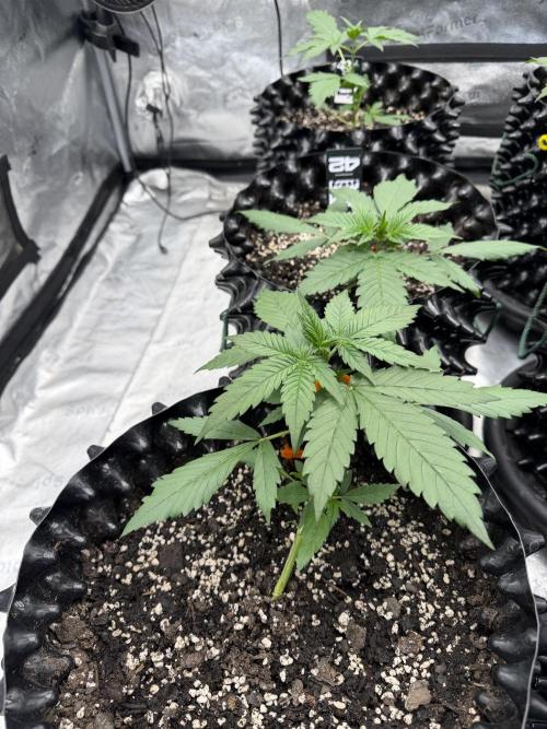 Frostbanger. Week 3