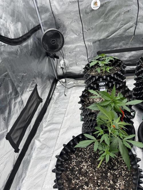 Frostbanger. Week 3