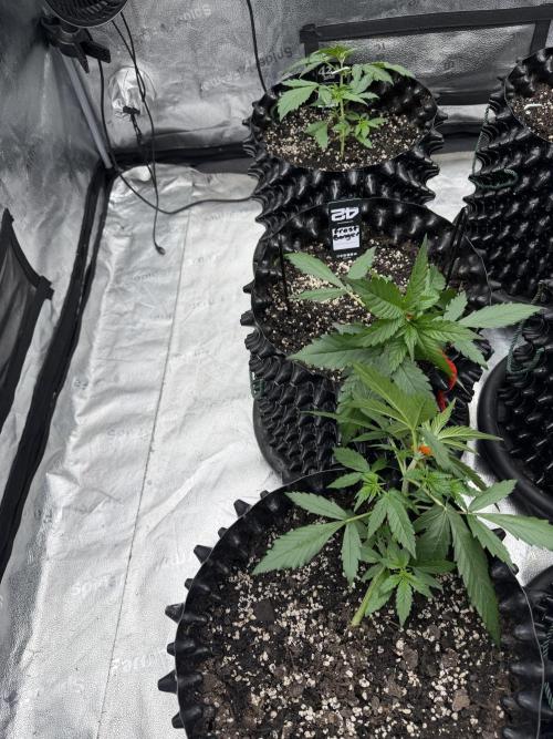 Frostbanger. Week 3