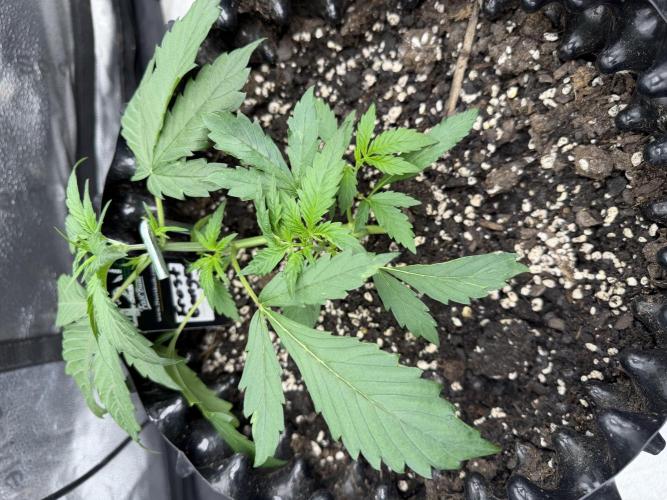 Frostbanger. Week 3