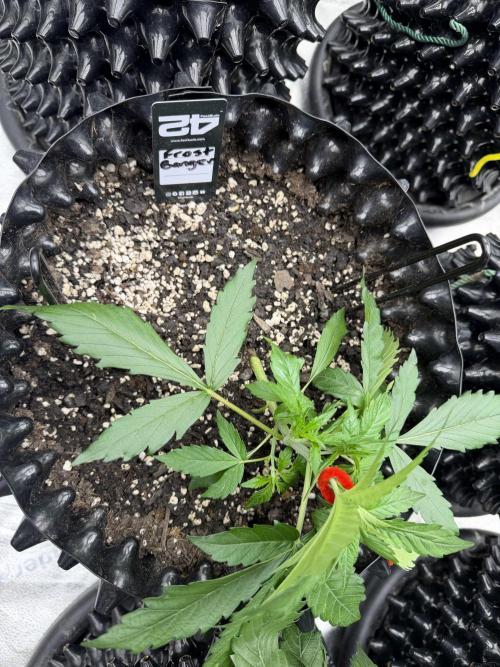 Frostbanger. Week 3