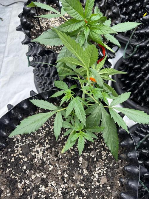 Frostbanger. Week 3