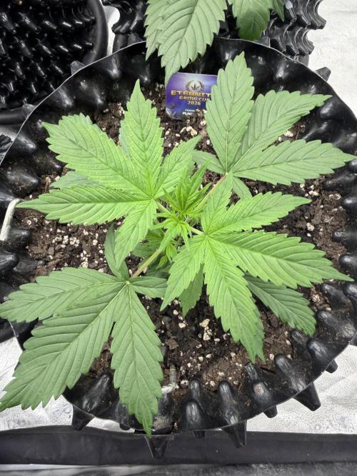 Zamnesia Grow Cup 2026. Week 3