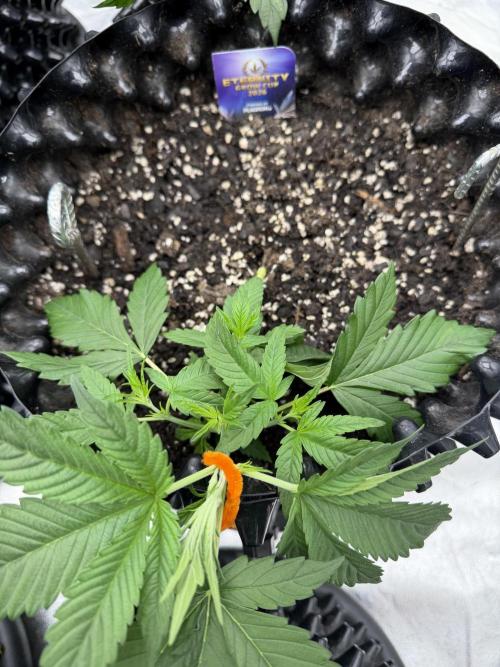 Zamnesia Grow Cup 2026. Week 3