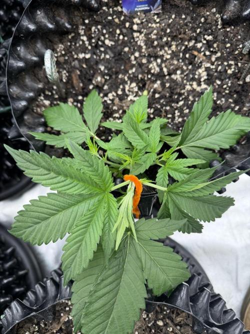 Zamnesia Grow Cup 2026. Week 3