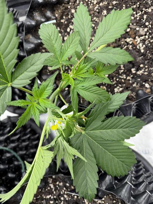 Zamnesia Grow Cup 2026. Week 3