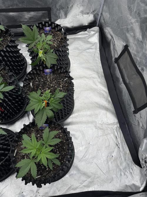 Zamnesia Grow Cup 2026. Week 3