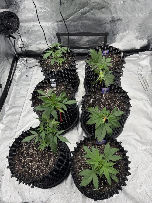 Zamnesia Grow Cup 2026. Week 3
