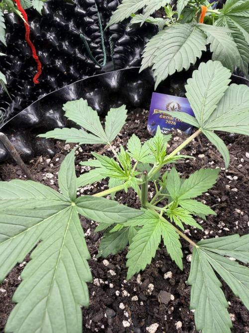Zamnesia Grow Cup 2026. Week 3