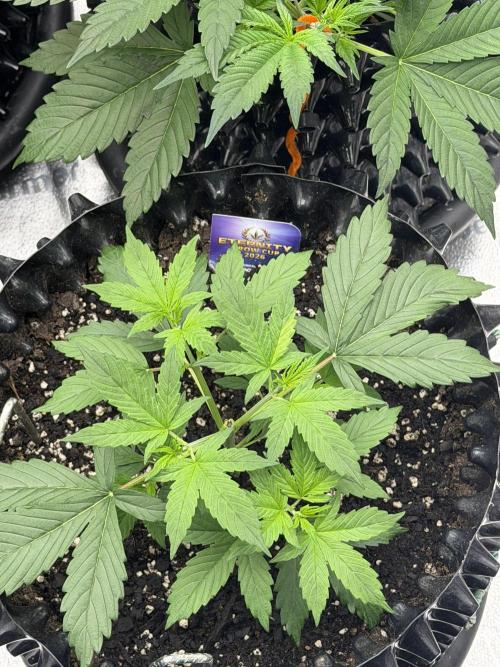 Zamnesia Grow Cup 2026. Week 3