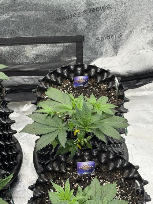 Zamnesia Grow Cup 2026. Week 3