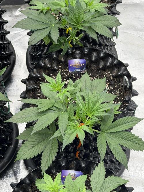 Zamnesia Grow Cup 2026. Week 3