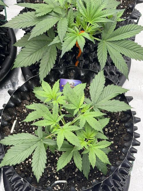 Zamnesia Grow Cup 2026. Week 3
