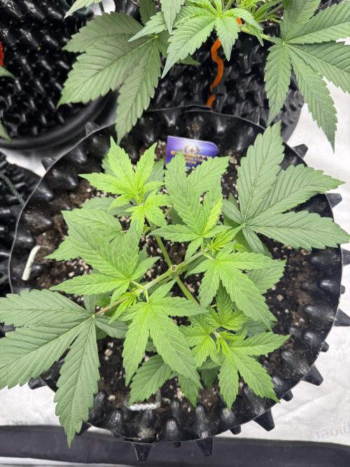 Zamnesia Grow Cup 2026. Week 3