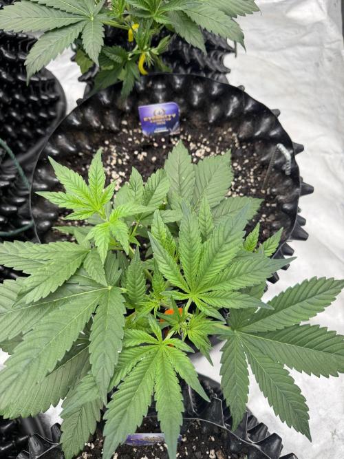 Zamnesia Grow Cup 2026. Week 3