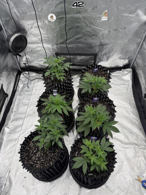 Frostbanger. Week 3