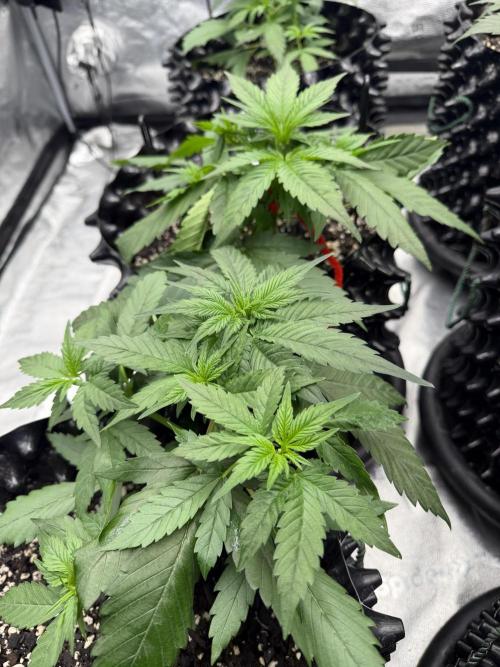 Frostbanger. Week 3