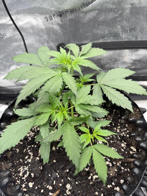 Frostbanger. Week 3
