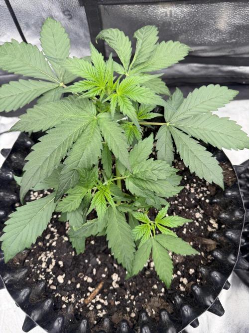 Frostbanger. Week 3