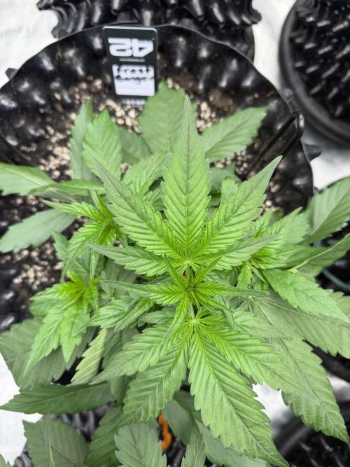 Frostbanger. Week 3