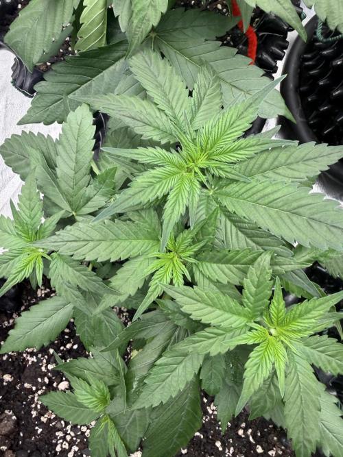 Frostbanger. Week 3