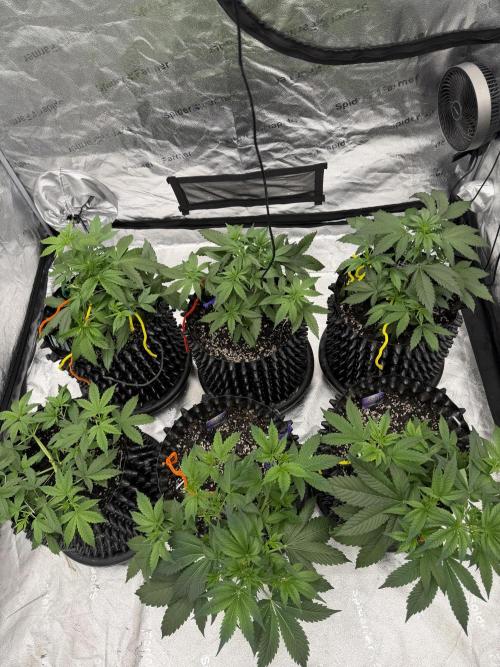 Frostbanger. Week 4
