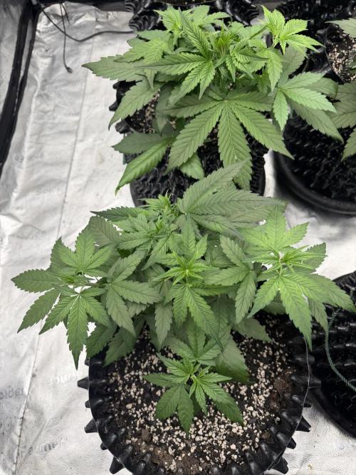 Frostbanger. Week 4