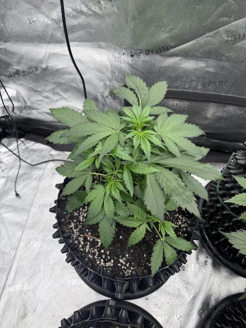 Frostbanger. Week 4