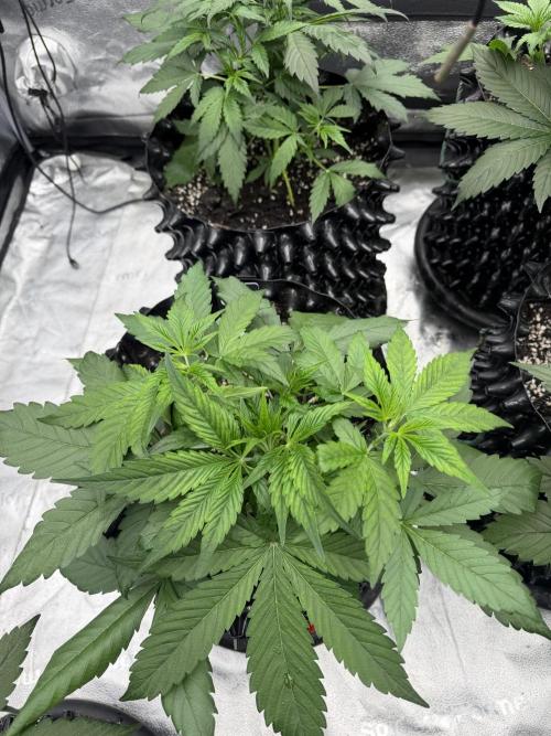 Frostbanger. Week 4