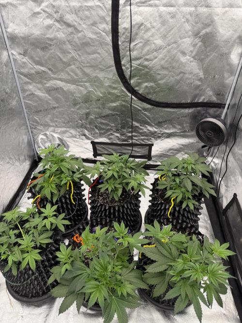 Zamnesia Grow Cup 2026. Week 4