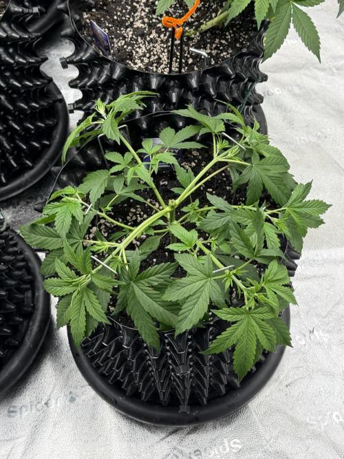 Zamnesia Grow Cup 2026. Week 4